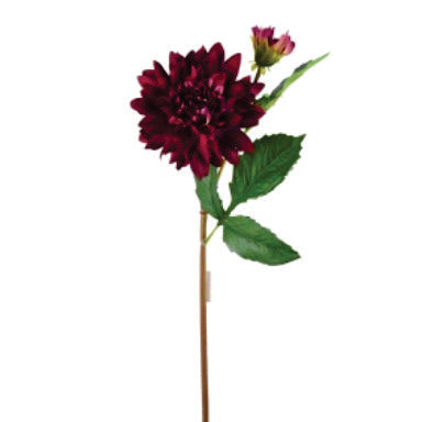 DAHLIA PLUM