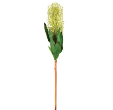 BANKSIA