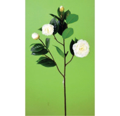 Camelia Blanca