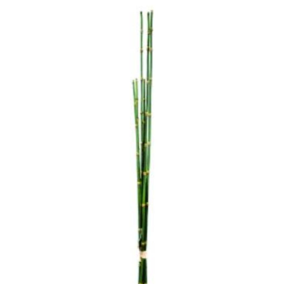 Varas Bambú