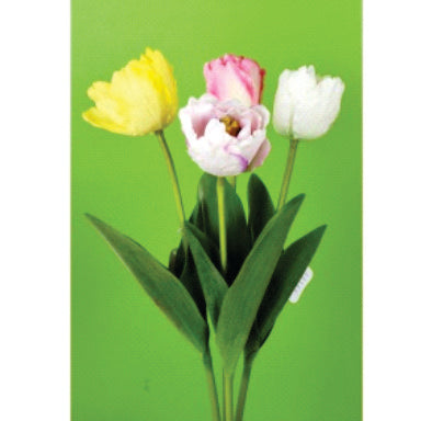 Tulipán (venta por pieza)