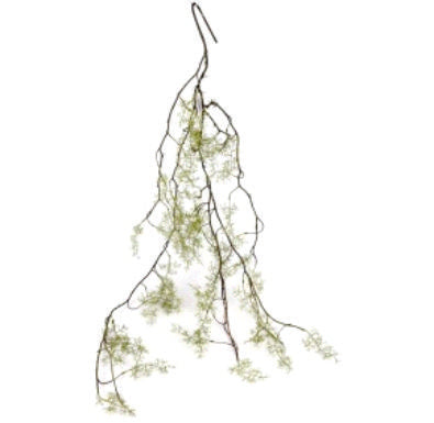 SPRINGERI VINE