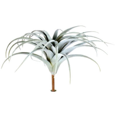 TILLANDSIA BUSH 16"