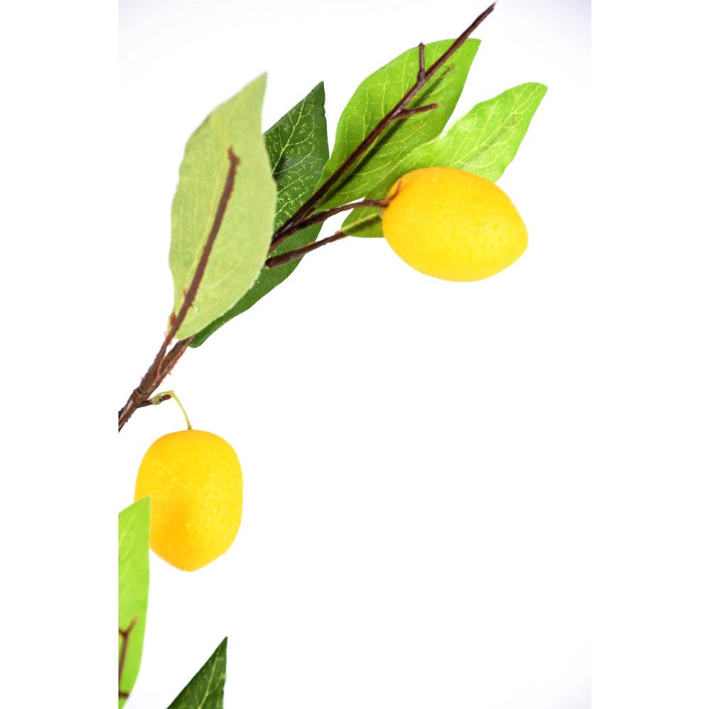 Rama árbol de limón