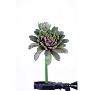 SUCCULENT KALE