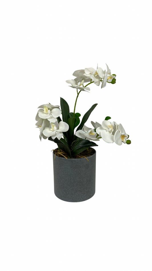 Maceta con tres orquídeas