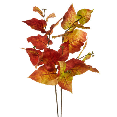 Rama Otoño Redbud