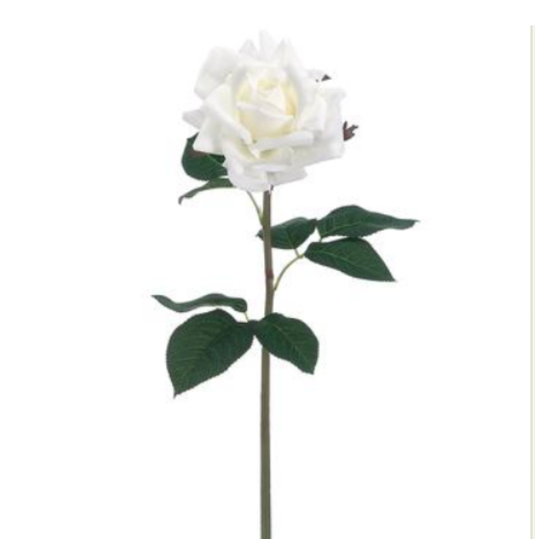 Rosa Blanca