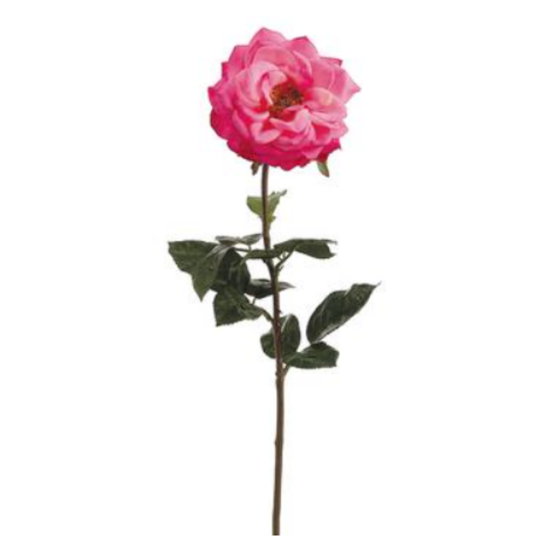 Rosa Rosa