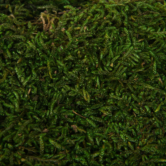 Musgo Verde en Trozo