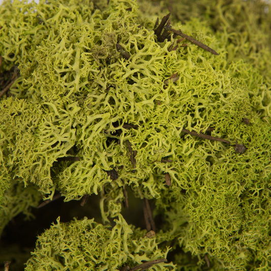 Musgo Verde lima