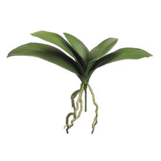 Hojas Orquídea 15"