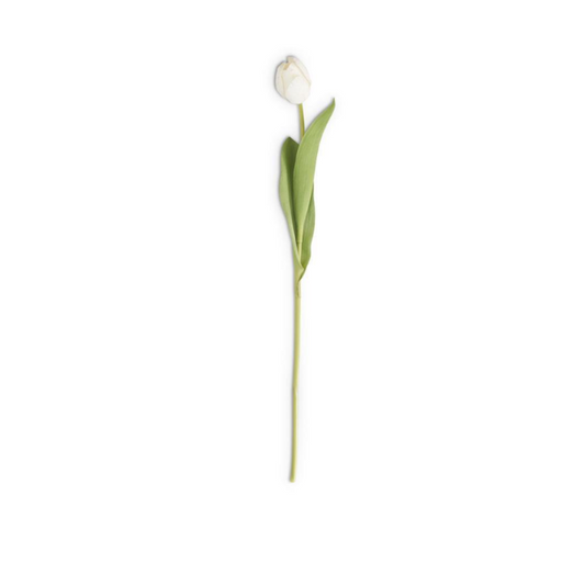 Tulipán Blanco Real Touch