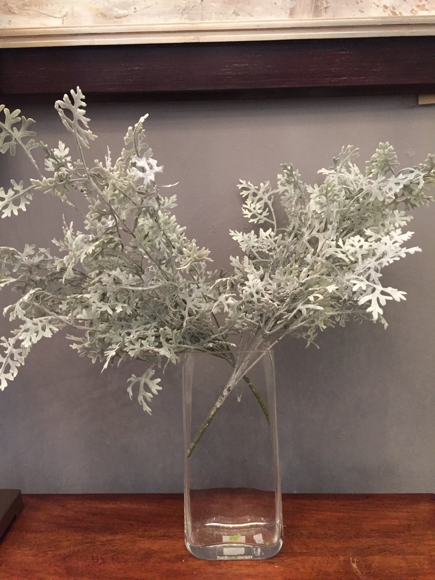 Rama Dusty Miller Natural 20"