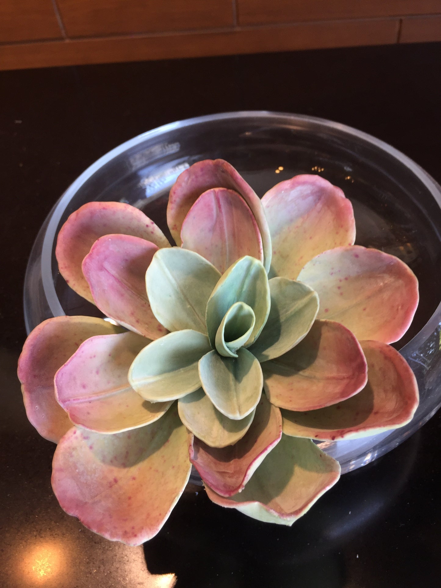 Planta artificial Suculenta (varios tipos y colores disponibles)