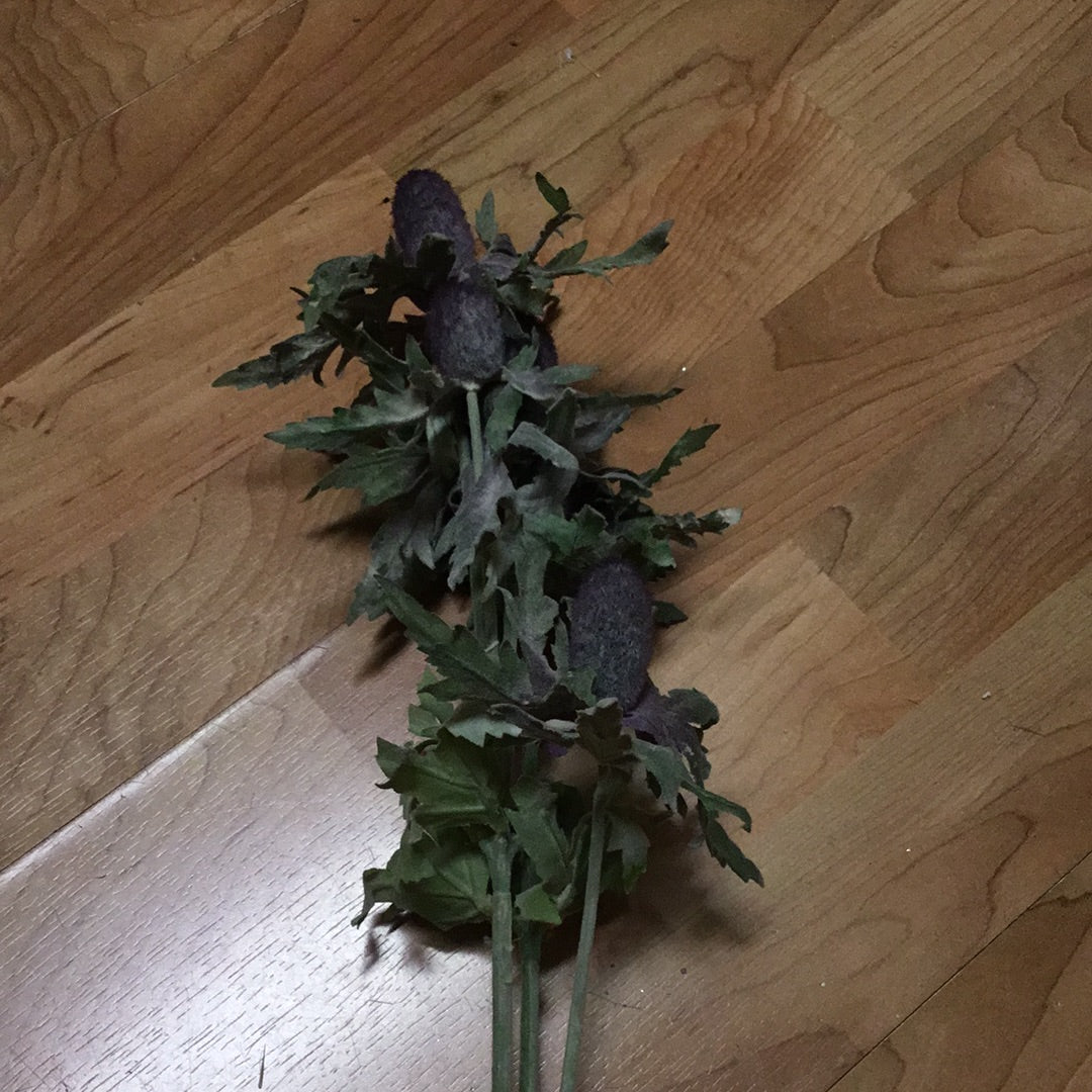 Planta del desierto