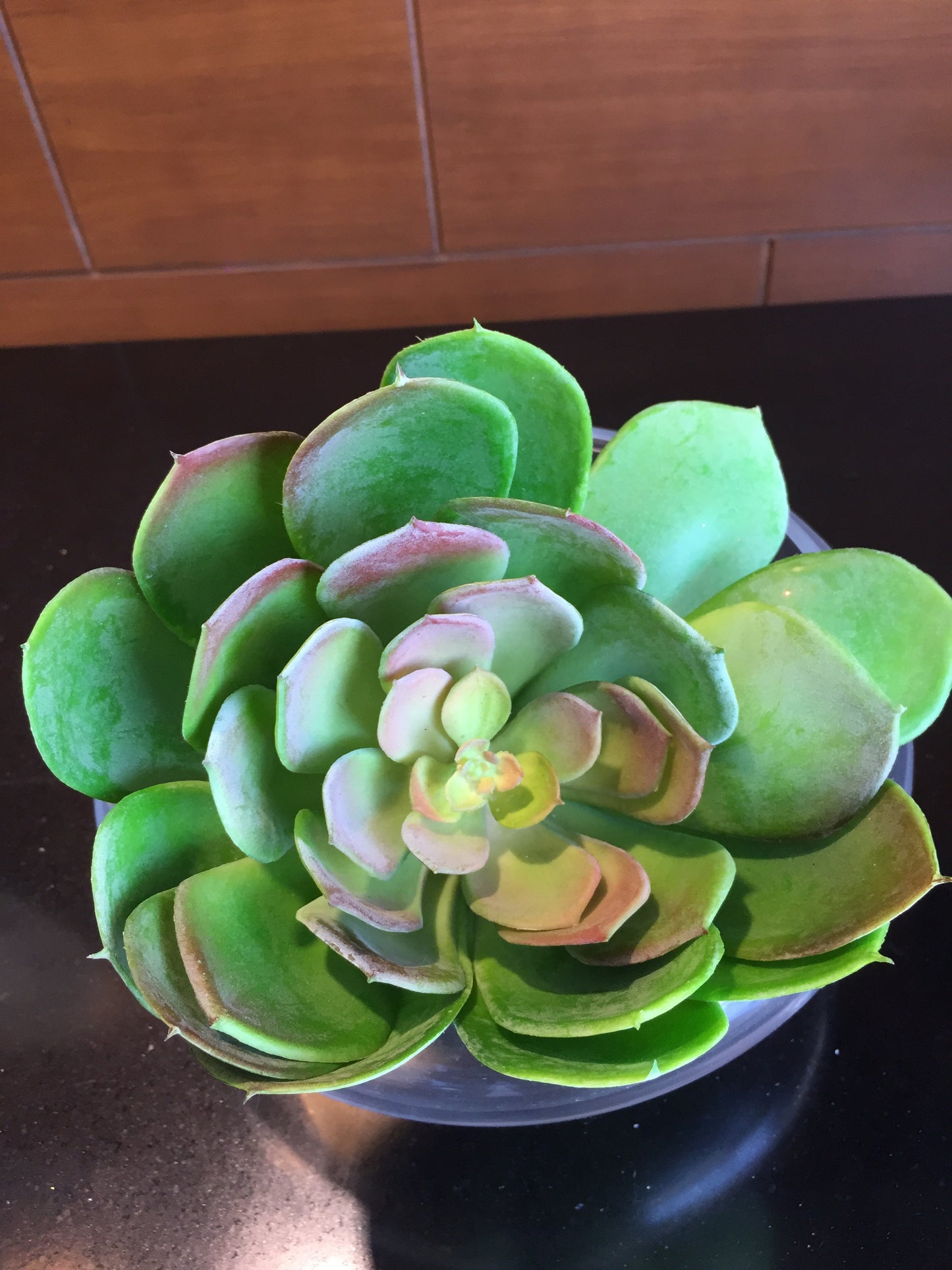 Planta artificial Suculenta (varios tipos y colores disponibles)
