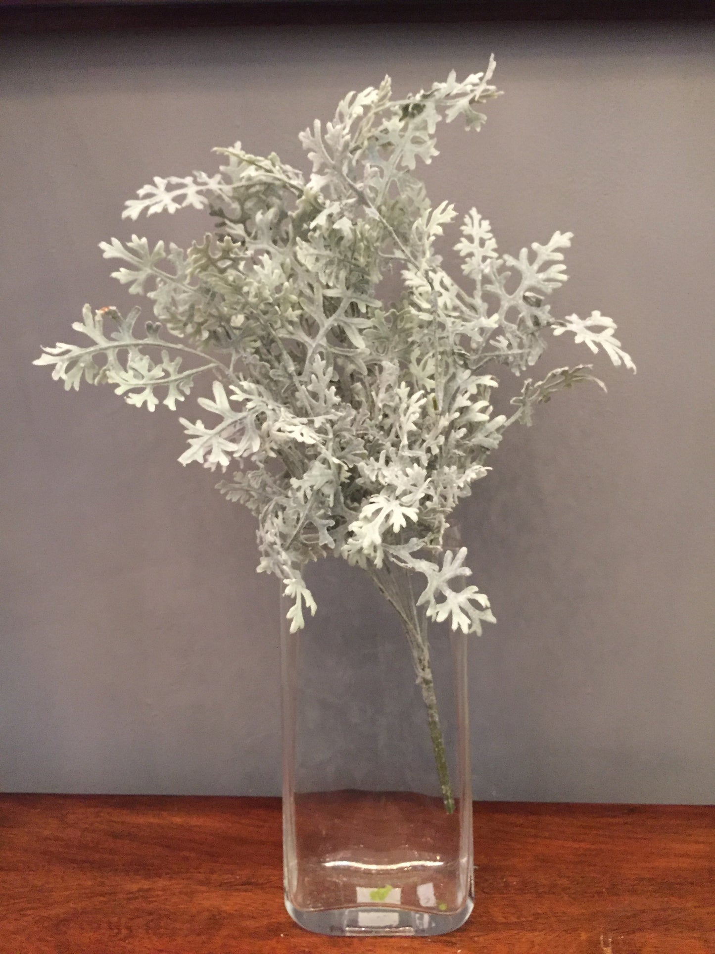 Rama Dusty Miller Natural 20"