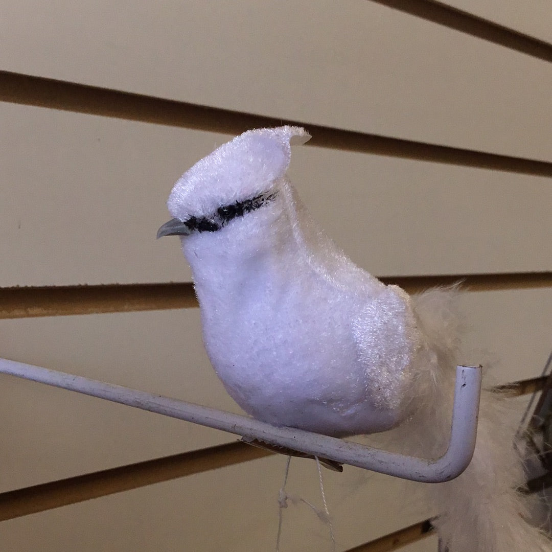 Cardenal Blanco con clip
