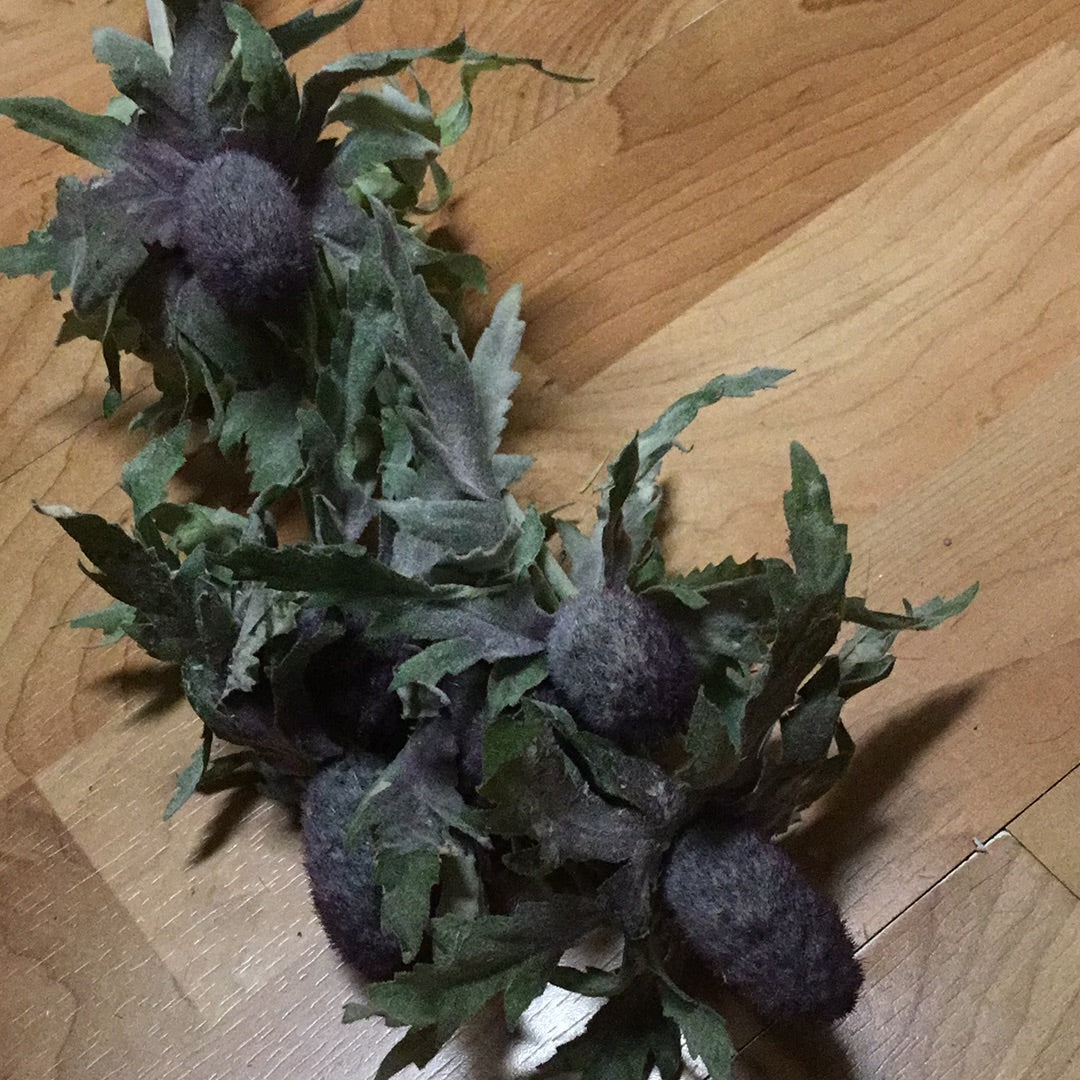 Planta del desierto
