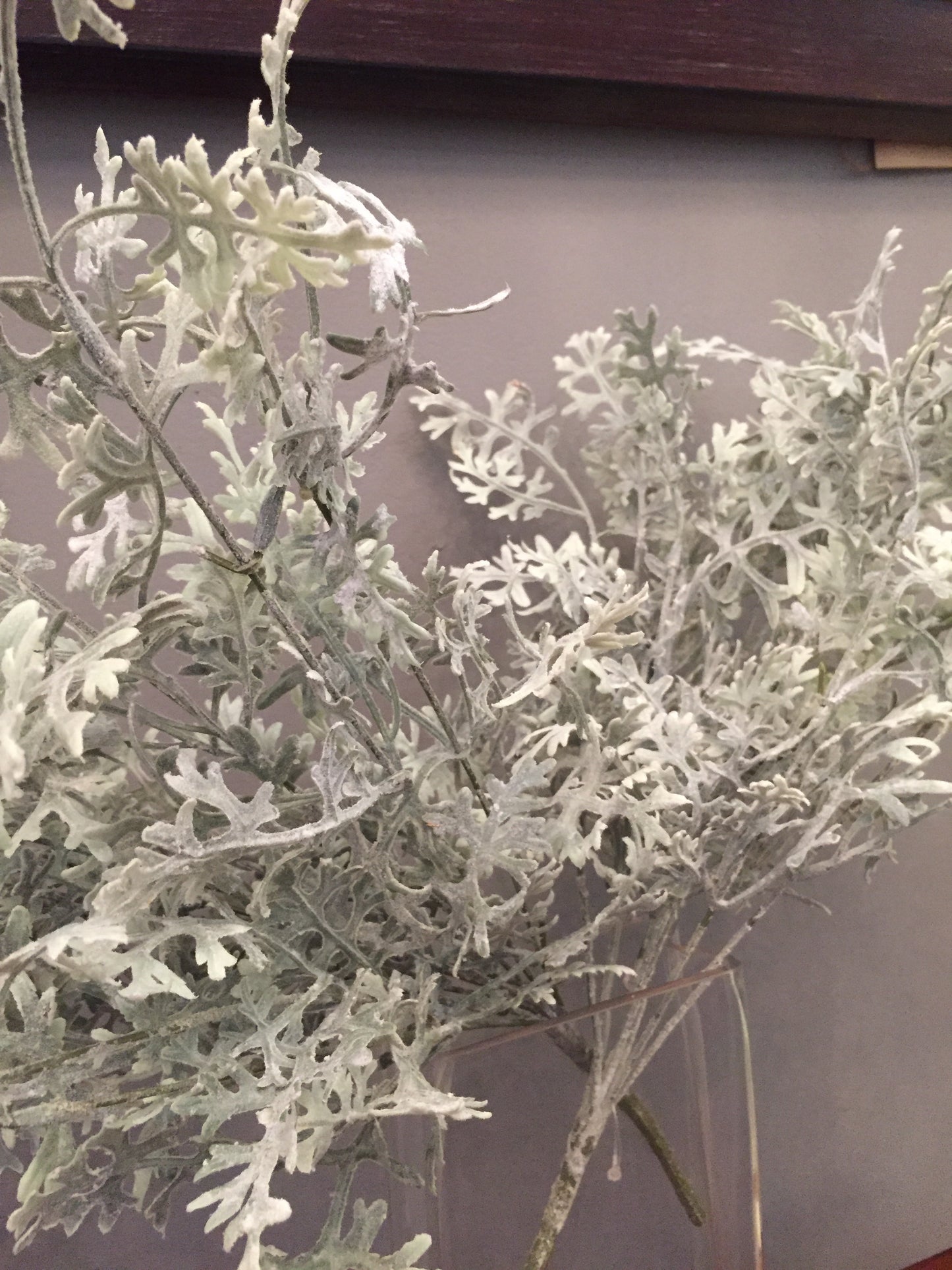 Rama Dusty Miller Natural 20"