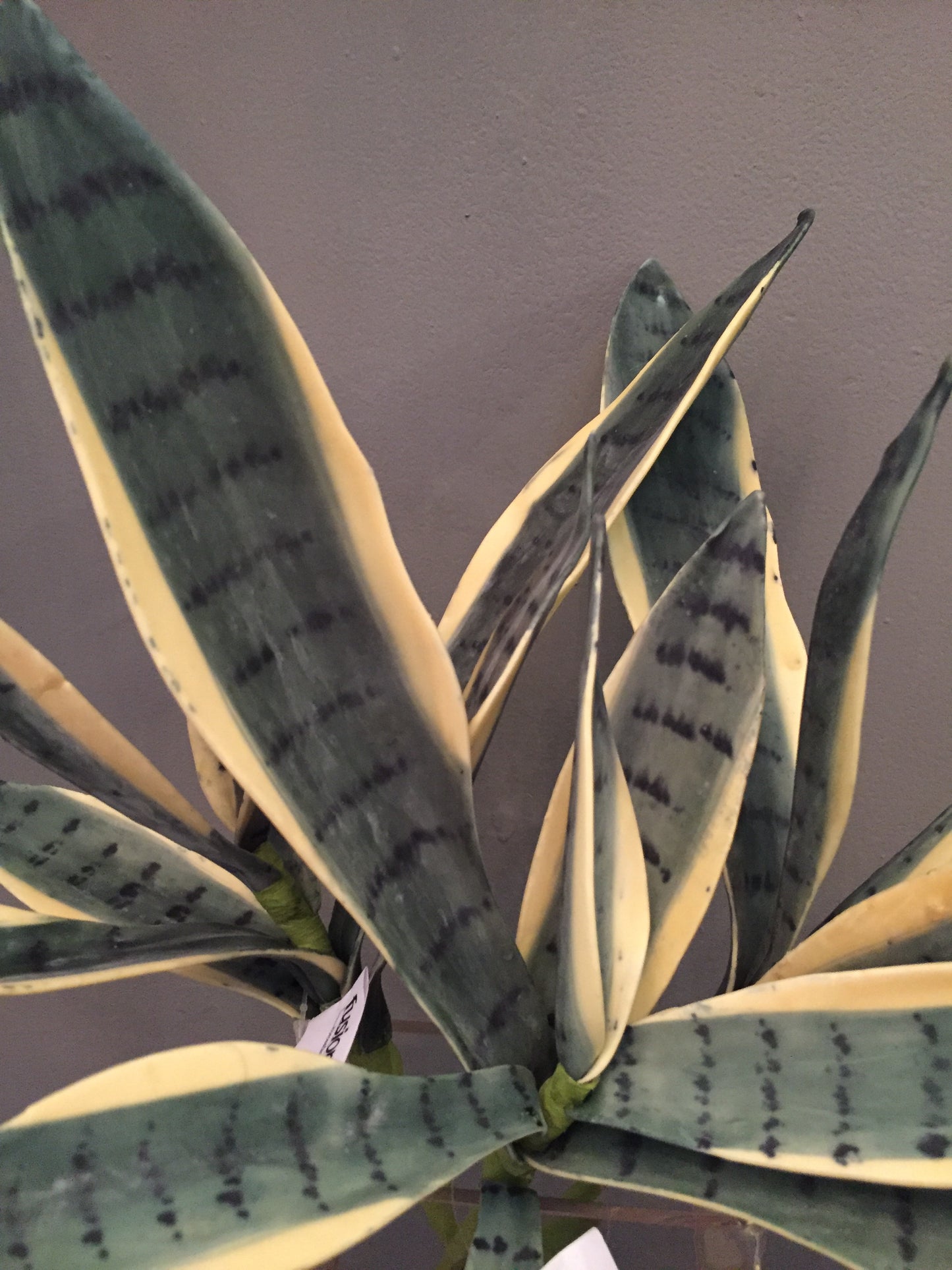 Follaje artificial tipo Sansevieria (por pieza)