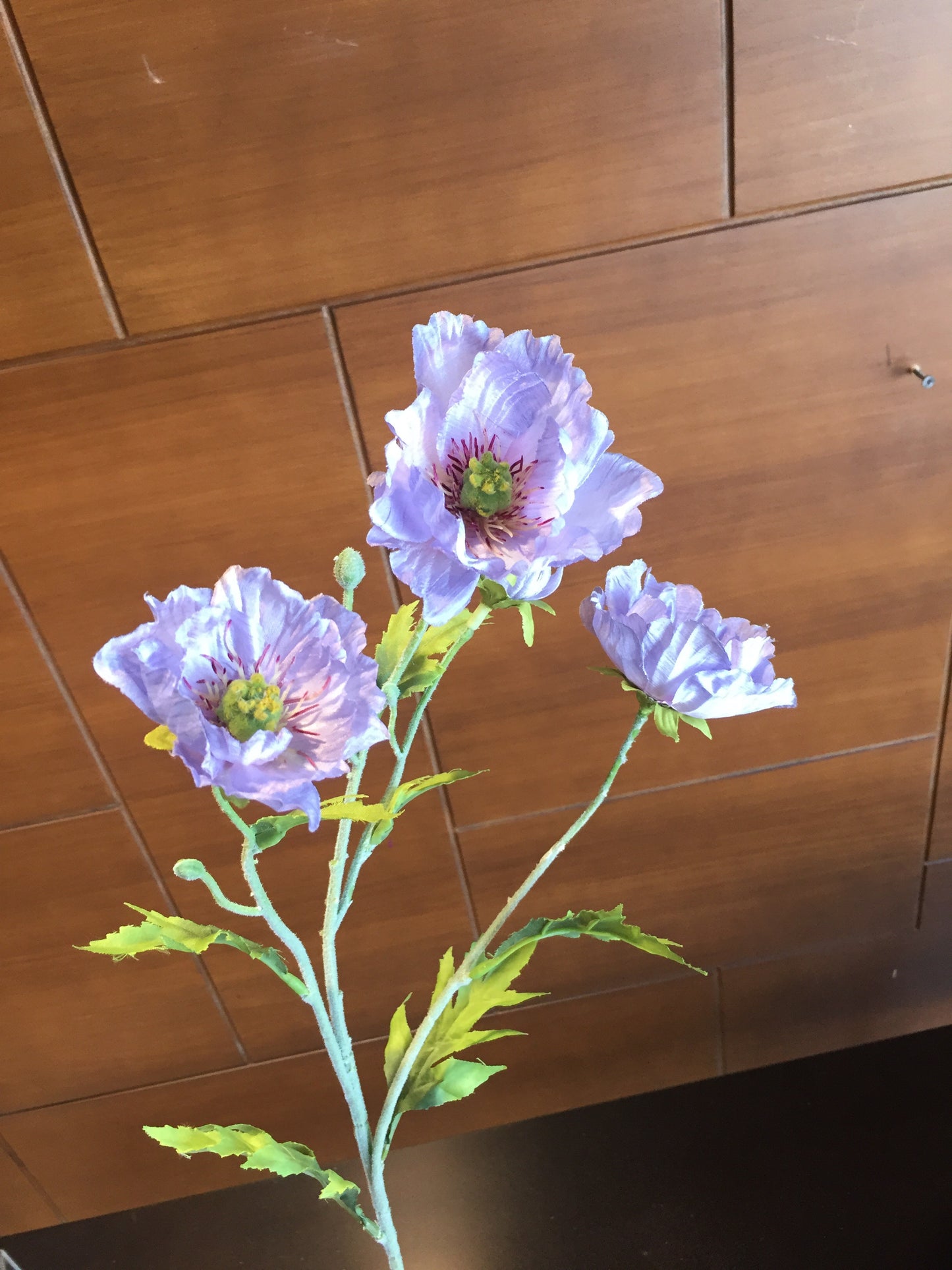 Amapola